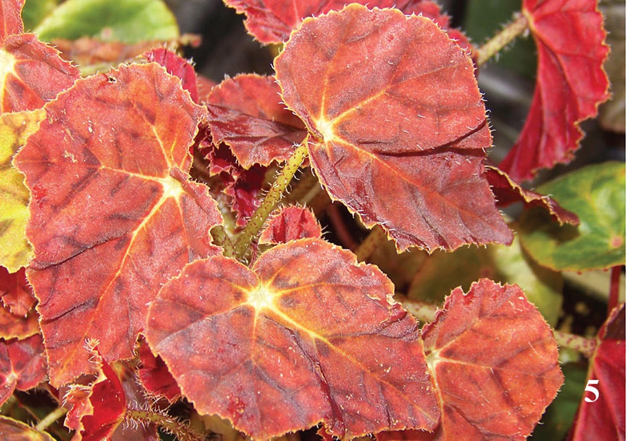 B. ‘Palomar Sunset’